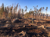 10.jpg / Požár lesa na Šanoříně